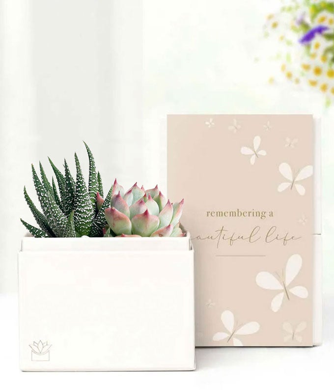 Cherished Memories Lula's Garden Glow Succulent Gift