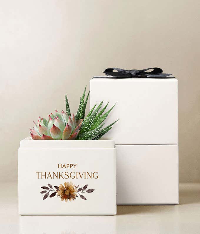 A delightful arrangement featuring an Echeveria succulent plant and a Haworthia succulent plant, accompanied by a plastic dropper and wrapped in a sleeve with a bow, all beautifully presented in a 4 x 5.7-inch Happy Thanksgiving planter.