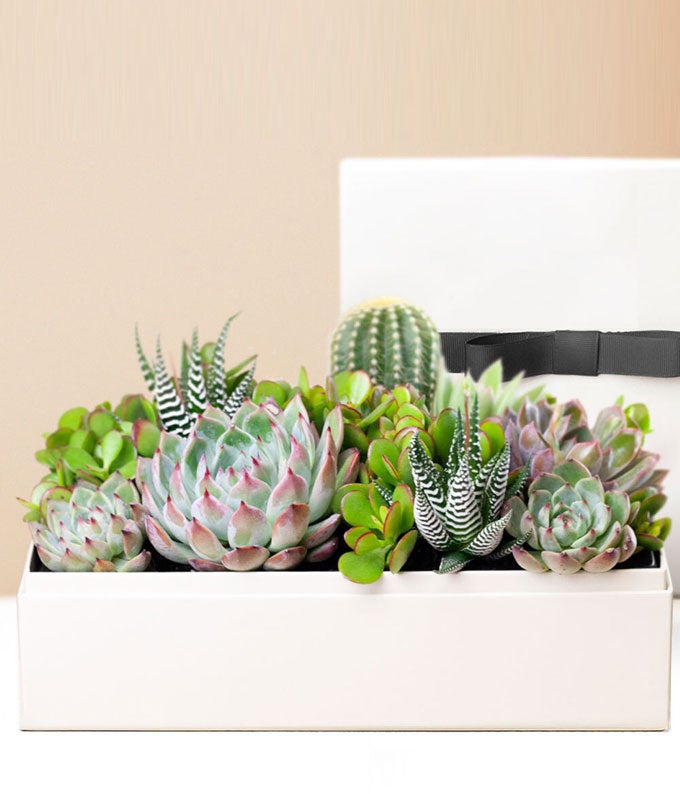 Lula\'s Garden ® Lush Succulent Gift at From You Flowers