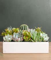 Alternative image 1 for Cherished Memories Lula's Garden ® Lush Succulent Gift 