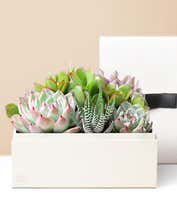 Lula's Garden ® Urban Succulent Garden