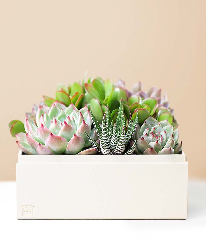 Lula's Garden Succulent Garden