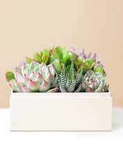 Alternative image 1 for Lula's Garden ® Urban Succulent Garden