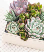 Alternative image 2 for Lula's Garden ® Urban Succulent Garden