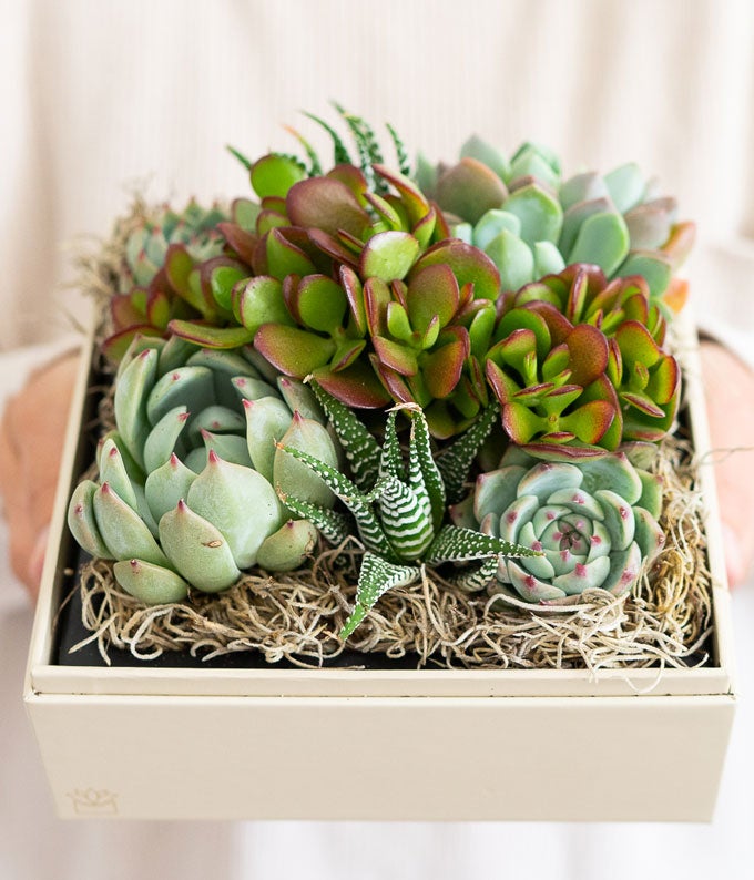 Lula's Garden Succulent Garden - Thumbnail 4