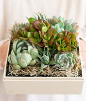 Alternative image 3 for Lula's Garden ® Urban Succulent Garden