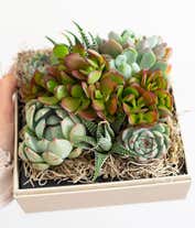 Alternative image 4 for Lula's Garden ® Urban Succulent Garden