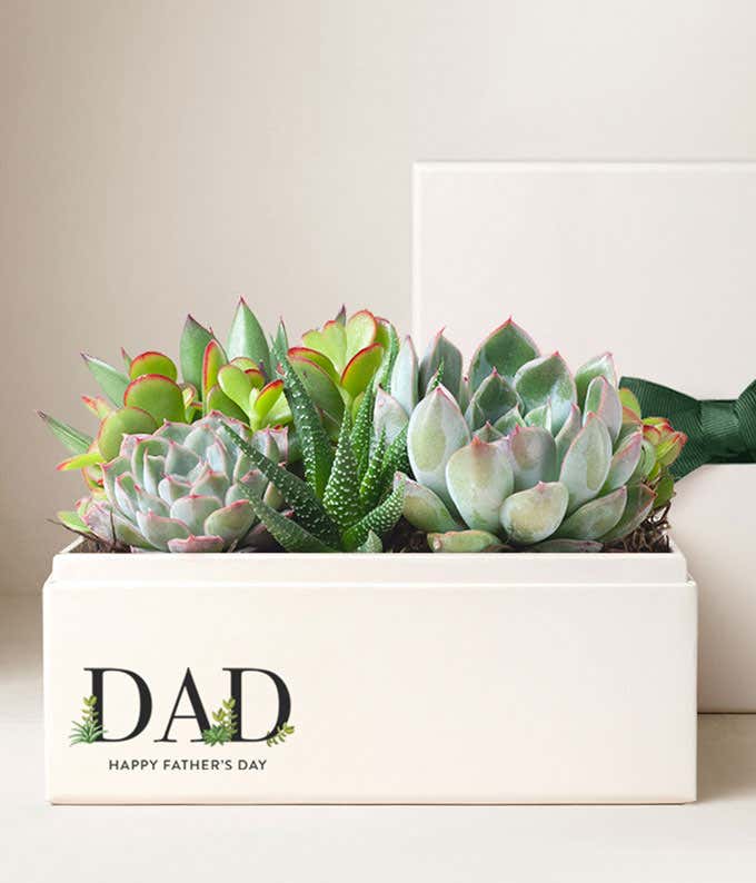 A white square box containing many succulent plants. The box says DAD Happy Father's Day and the lid with a green bow is behind it.
