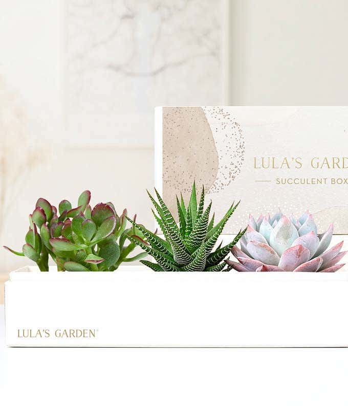 Lula's Garden ® Deluxe Verdant Gift Box