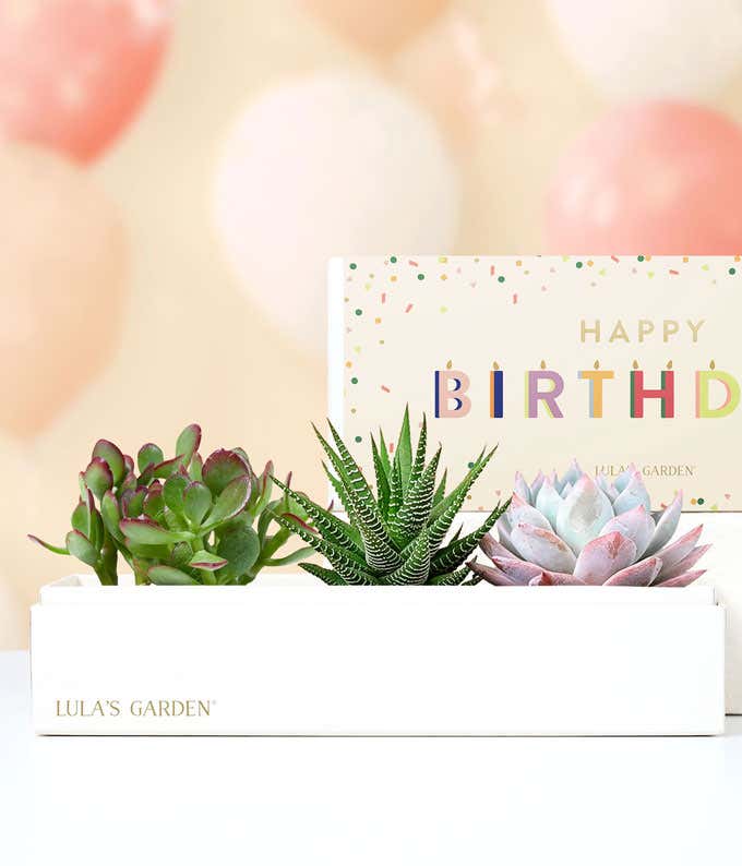 Lula's Garden ® Birthday Verdant Succulent Gift