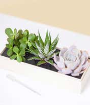 Alternative image 1 for Lula's Garden ® Birthday Verdant Succulent Gift