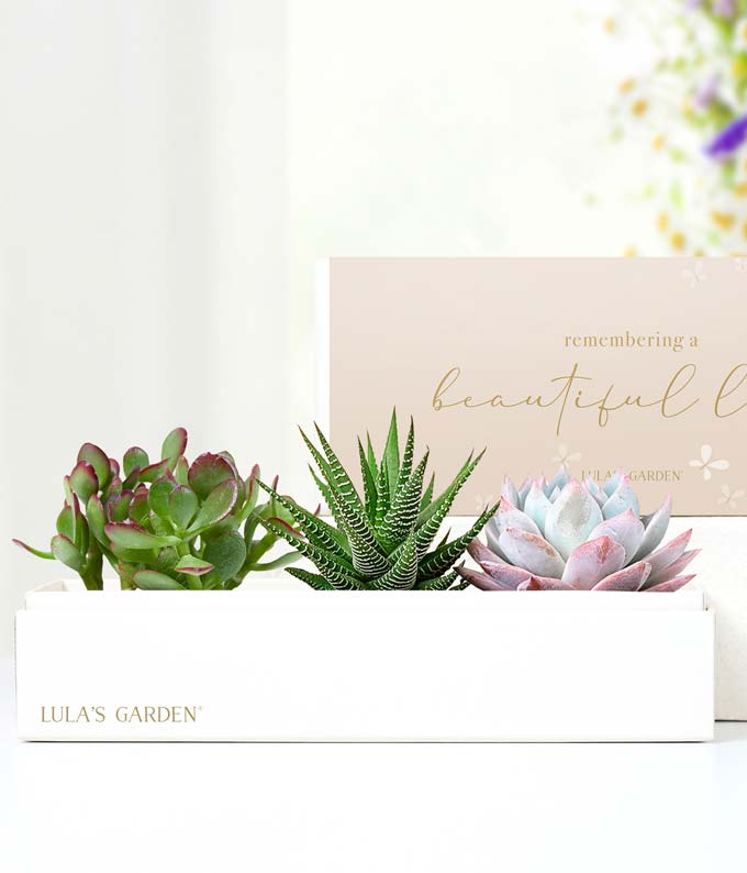 Cherished Memories Lula's Garden Verdant Succulent Gift