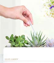 Alternative image 1 for Cherished Memories Lula's Garden ® Verdant Succulent Gift 