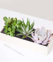 Alternative image 2 for Cherished Memories Lula's Garden ® Verdant Succulent Gift 
