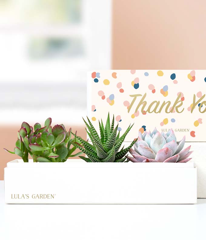 Lula's Garden Thank You Verdant Succulent Gift