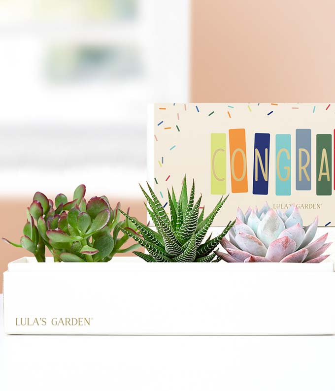 Lula's Garden Congratulations Verdant Succulent Gift