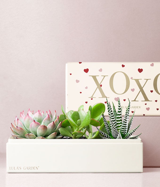 Lula's Garden XOXO Verdant Succulent Gift