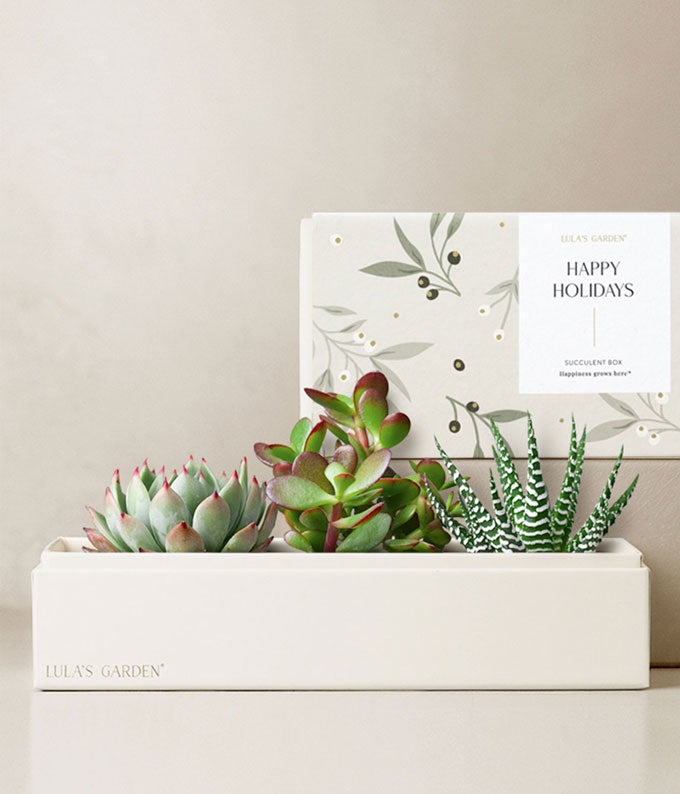 Lula's Garden Happy Holidays Verdant Succulent Gift