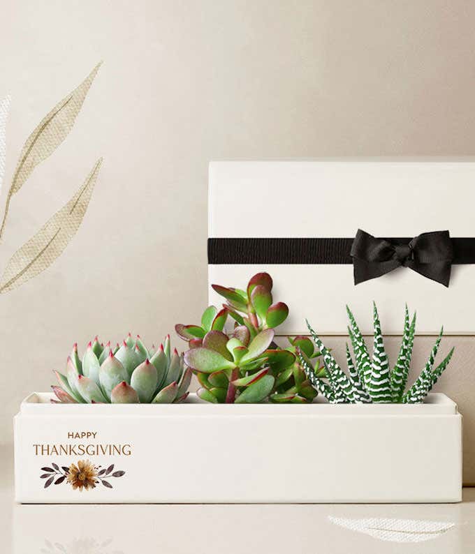 A charming arrangement featuring Echeveria, Haworthia, and Jade succulent plants, accompanied by a plastic dropper and wrapped in a sleeve with a bow, all beautifully presented in an 11 x 4.5 x 5-inch Happy Thanksgiving planter.