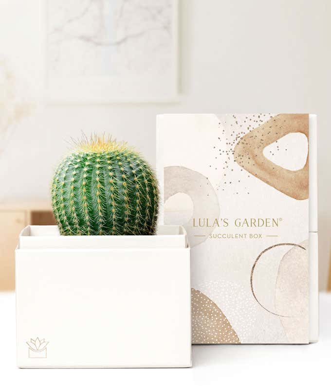 Lula's Garden ® Cactus Succulent Gift