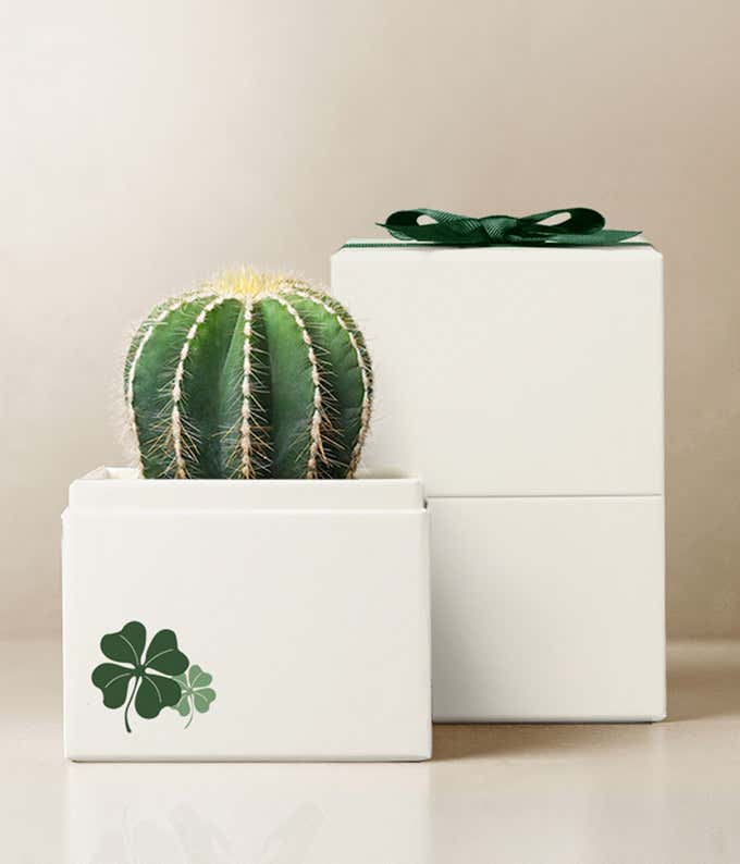 A 4 inch cacti in a white planter gift box with green four leaf clover illustration and a green bow