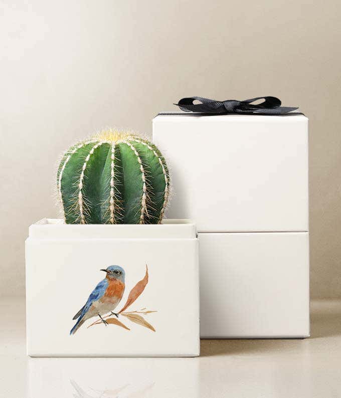 Parodia Cactus Succulent in a white gift box with a watercolor robin sitting on a leafy branch on the front of box