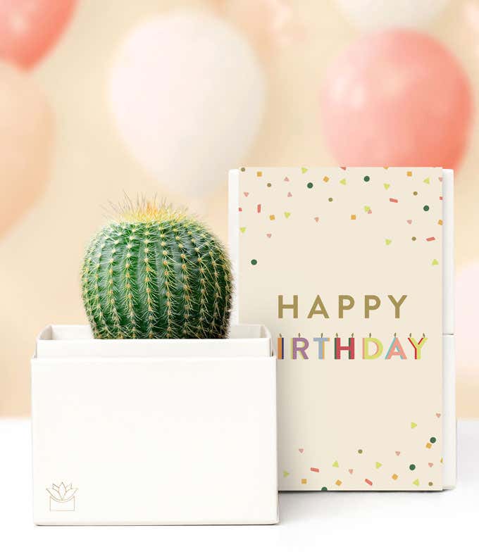 Lula's Garden ® Birthday Cactus Succulent Box