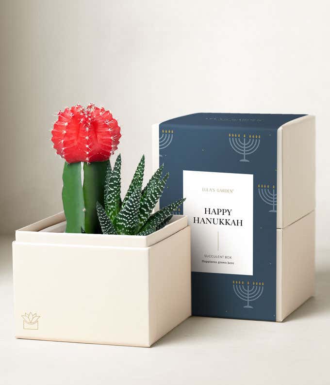 Happy Hanukkah Joy Succulent Garden