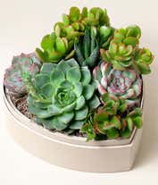 Alternative image 1 for Heart-shaped planter filled with a variety of vibrant succulents, including echeveria, zebra haworthia, and jade plants, arranged atop natural moss, placed next to a white box with a black ribbon.