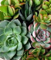 Alternative image 2 for Heart-shaped planter filled with a variety of vibrant succulents, including echeveria, zebra haworthia, and jade plants, arranged atop natural moss, placed next to a white box with a black ribbon.