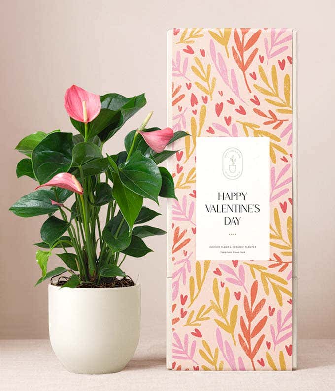 A pink Anthurium plant sits in a white ceramic planter, surrounded by lush green leaves. Next to packaging featuring a colorful patterned sleeve reading Happy Valentine's Day. 