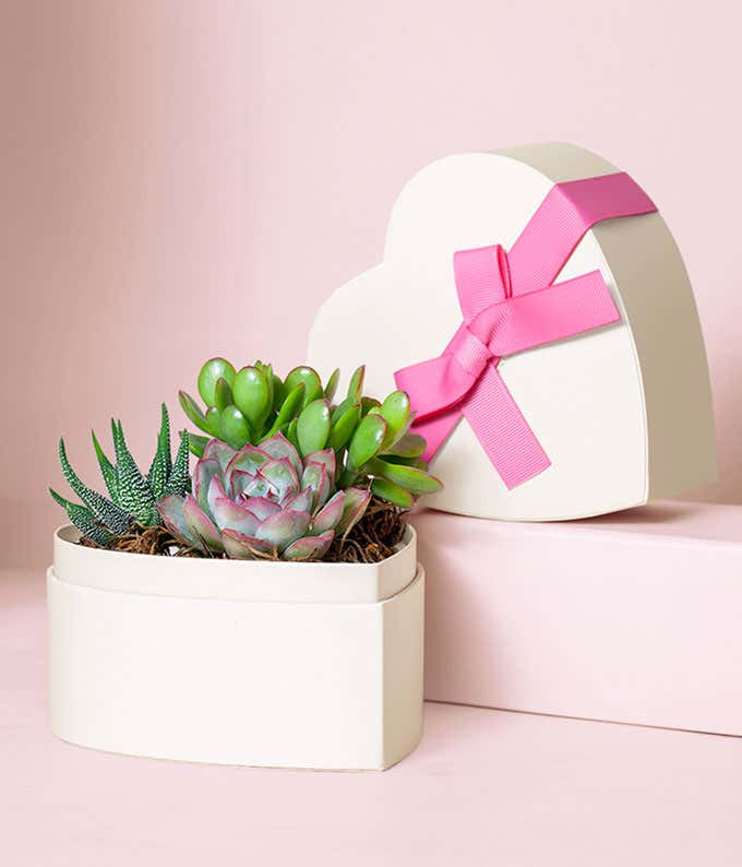 Succulent garden with mixed green and pink-toned succulents arranged in a white heart-shaped planter, displayed beside a matching heart-shaped gift box tied with a pink ribbon on a soft pink background.