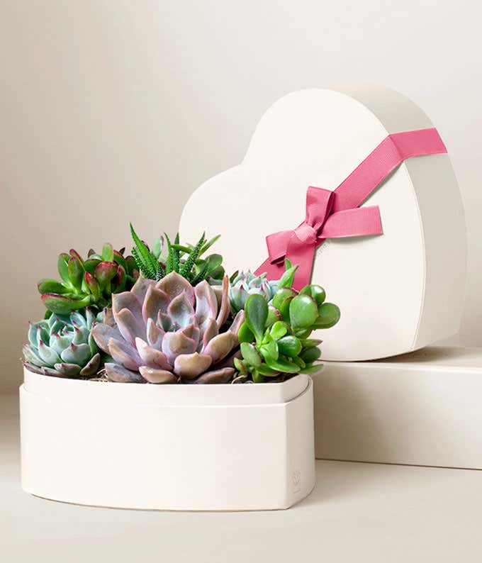 Heart Shaped Planter with a variety of succulents and the top to the planter gift box with a pink ribbon