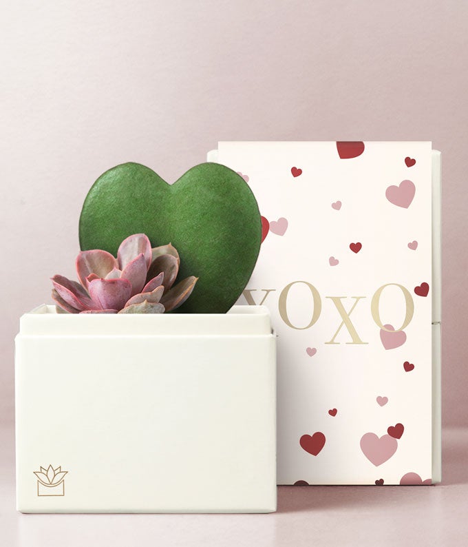 Lulas Garden  XOXO Cupid Succulent Gift