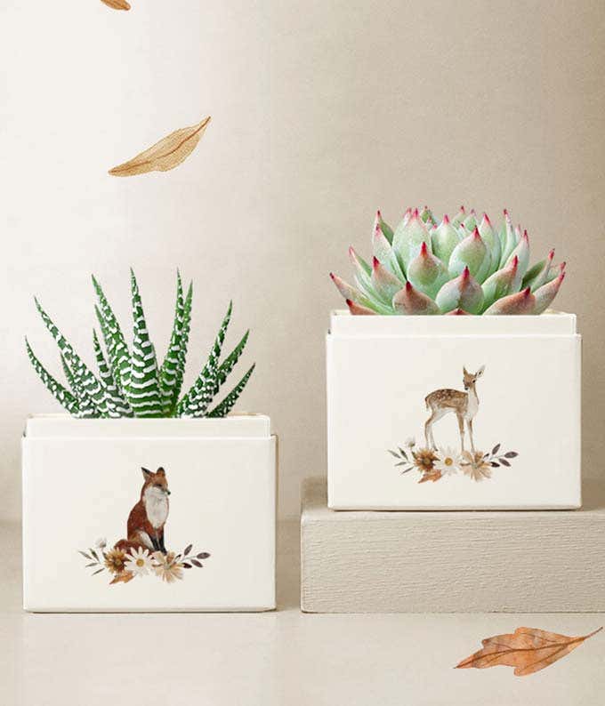 Haworthia Succulent Plant in a white gift box with a watercolor fox and floral illustration next to a Echeveria Succulent Plant in a white gift box with a watercolor deer and floral illustration