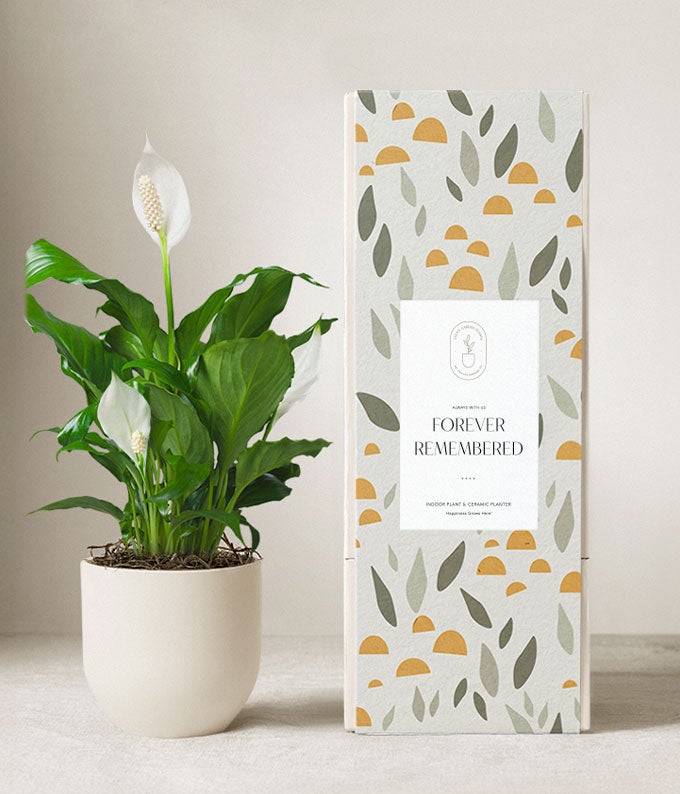 LILy　N organic Plenium Medium Peace Lily Plant in Chatham NY - Chatham Flowers and