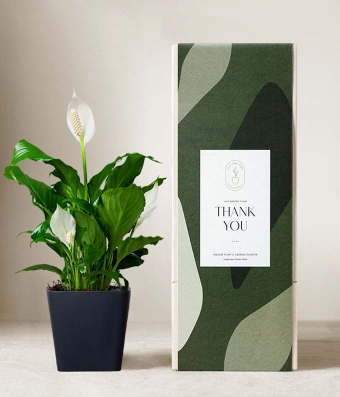 mix flower seeds Flower Power for Nature’s Pollinators