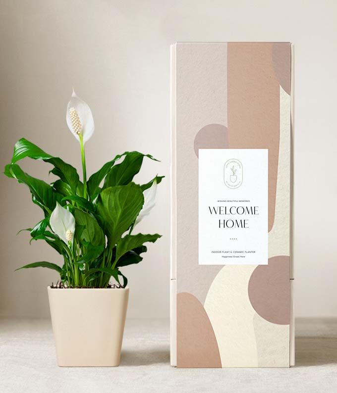 Lula's Garden ® Welcome Home Peace Lily at From You Flowers
