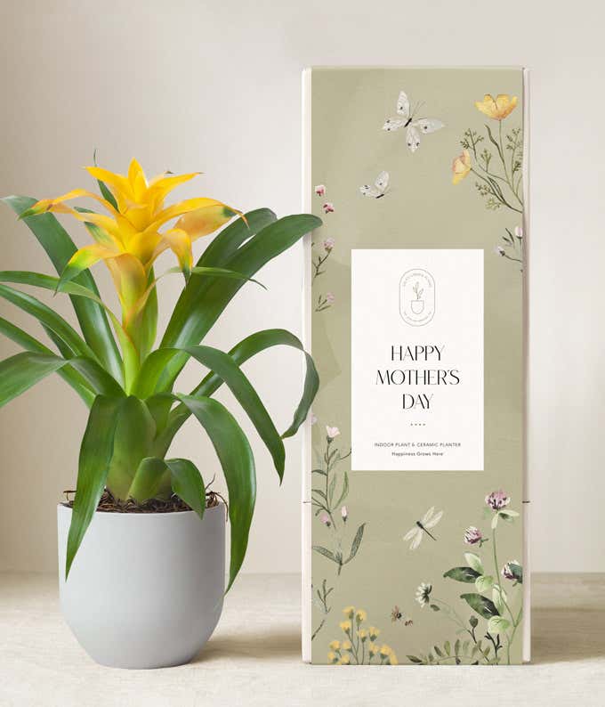 Yellow Bromeliad Plant in Grey Ceramic Container - A stunning Mother's Day gift with vibrant yellow blooms, nestled in a chic grey ceramic container, accompanied by a sleeve featuring floral illustrations and the message 'Happy Mother's Day.