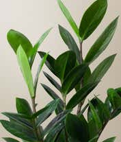Alternative image 1 for Lula's Garden ® Birthday ZZ Plant 