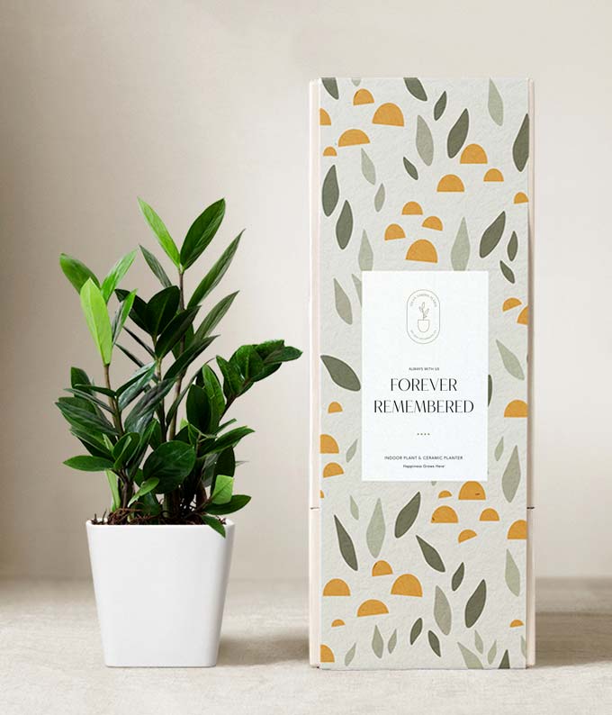 Lula's Garden ® Sympathy ZZ Plant at From You Flowers