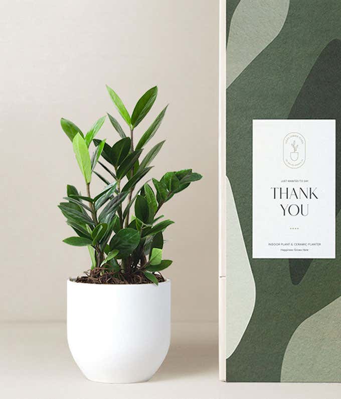 An 8-10 inch tall green plant is sprouting from a white ceramic container next to a green patterned box reading thank you.