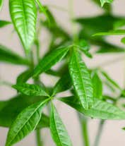 Alternative image 1 for Lula's Garden ® Birthday Money Tree Plant 