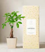 miracle gro indoor plant Miracle-Gro - Succulent Plant Food