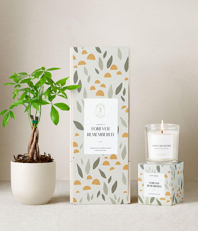 Lula's Garden Sympathy Money Tree Gift Set