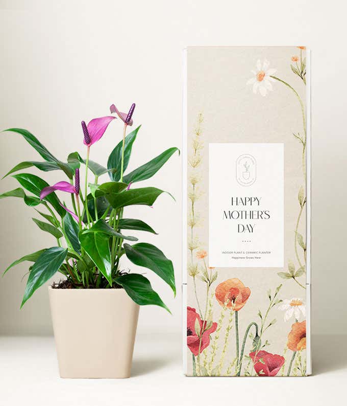 Purple Anthurium in a beige ceramic square container next to a gift box with a floral sleeve that says 