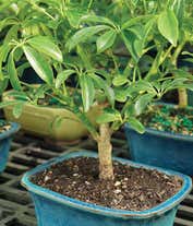Alternative image 1 for Lush Umbrella Bonsai Planter