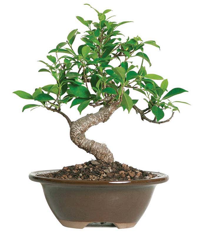 Beginner Ficus Indoor Bonsai Tree