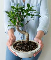 Alternative image 1 for Beginner Ficus Indoor Bonsai Tree