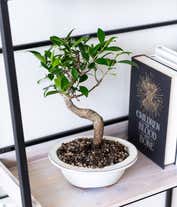 Alternative image 2 for Beginner Ficus Indoor Bonsai Tree